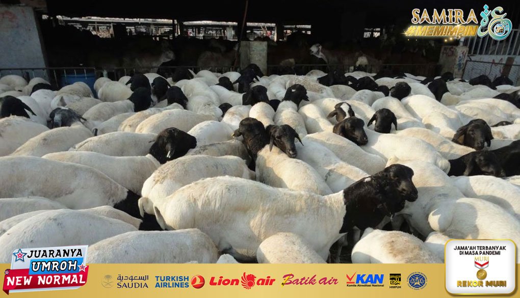 Hewan Dam Didistribusikan di Indonesia